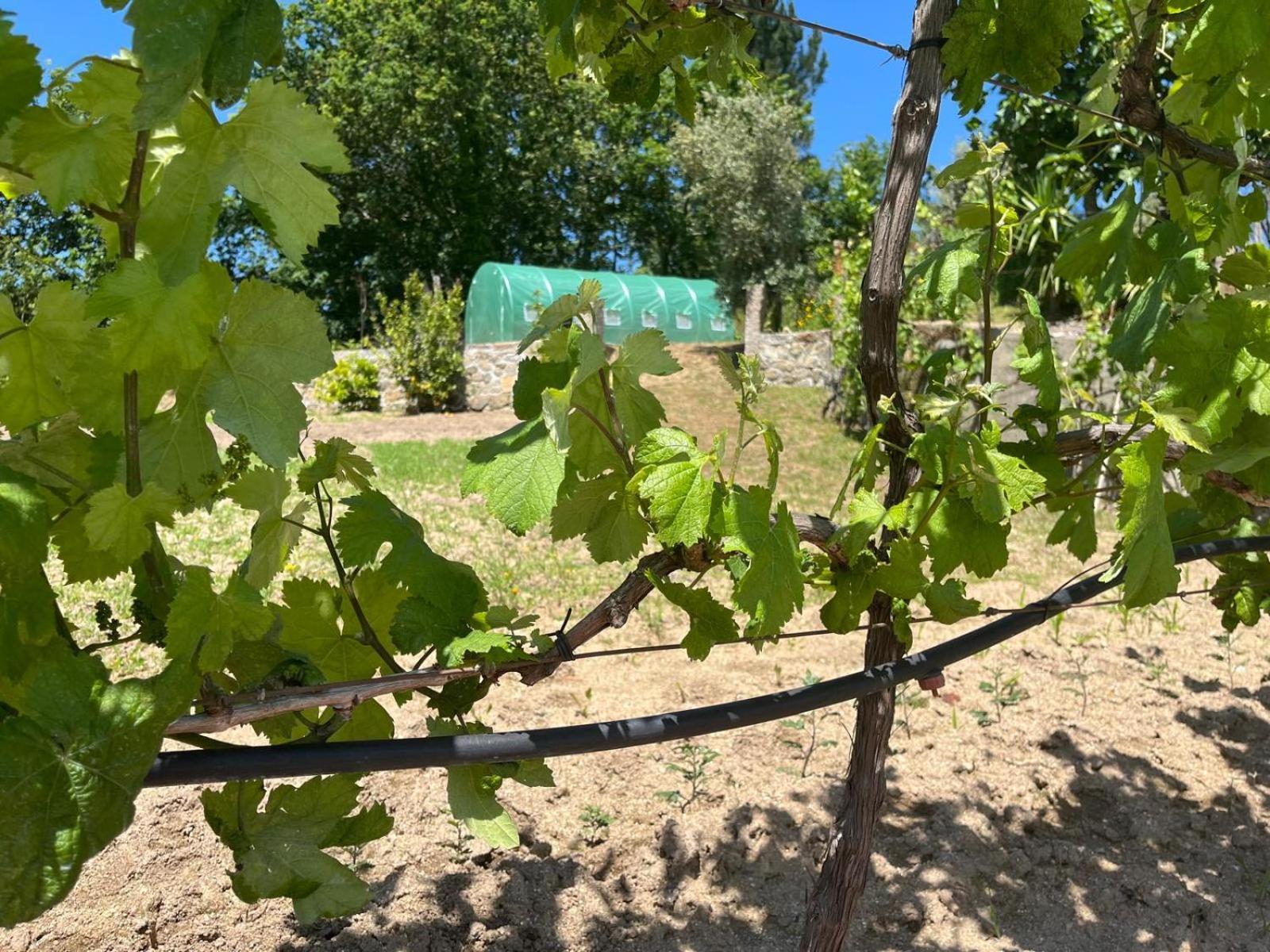 Crasto Payva Douro Nature 카스텔루 지 파이바 외부 사진